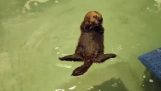 Eine kleine verwaiste Otter lernt schwimmen