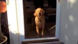 Psy a fantastické dvere