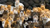 Het eiland met katten in Japan