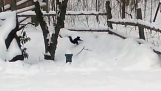 Opitá veverička v snehu