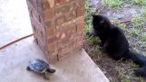 El juego de un gato con una tortuga