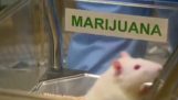 Крыс под влиянием наркотиков