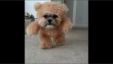 Собака одягнені плюшевого ведмедика