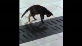 Cat chases mouse