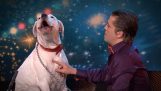 Σκύλος τραγουδά το “I Will Always Love You” na šou za talente