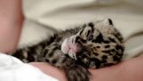Um adorável Leopard recém-nascido