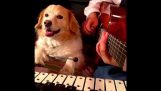 นักดนตรีสุนัข