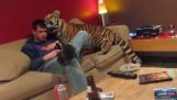 Der Tiger im Haus
