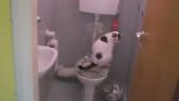 Kočka na záchodě