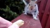 Das Eichhörnchen Vertrauen