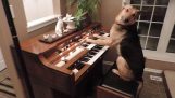 สุนัขที่เล่นเปียโน