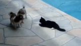The cat pokes the dog in the pool
