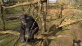 Šimpanz útoku drone s větvičkou