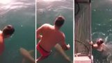 Theotrelos Australian springt auf Tigerhai
