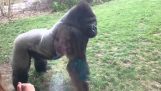 Aanval een gorilla in de dierentuin