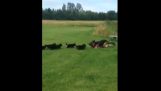 Nemački ovčar igra sa љtencima