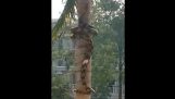 一條巨蟒爬到樹上