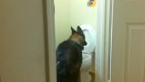 The dog uses the toilet like a man