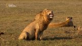 Лев сміється голову