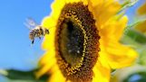מה יקרה אם הדבורים נעלמות;