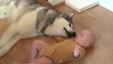 De Husky en de baby