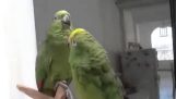 Sbor papoušků