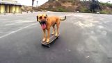 Hund med skateboard