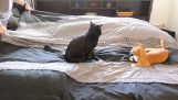 當 strwneis 在床上，和你的貓出去玩
