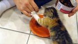 Het kitten deelt niet zijn voedsel