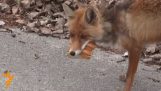 Fox in Chernobil maakt een sandwich