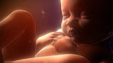 I nove mesi di vita del feto in 4 minuti