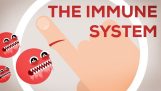 Hvordan immunforsvaret;