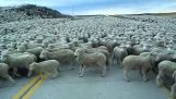 ים של כבשים