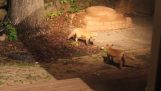 Visita de duas raposinhas