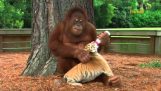 Orangutan hoitaa pieni tiikerit