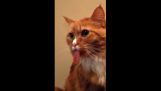 Reakcija mačke u ljepljivu traku