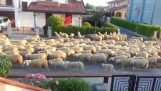 वेनिस में भेड़