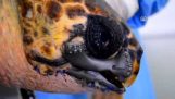 Caretta caretta tartaruga sobrevive com bico impresso 3D