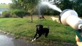 Psy a vodná hadica