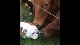 Os Bulldogs conhecer as vacas