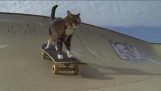 القط الذي يجعل لوح التزلج
