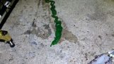 Dziwny robak złowionych na Tajwanie
