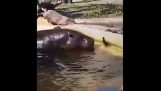 Os hipopótamos estão ajudando um patinho