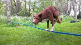 Hund gjør portrett på tightrope!
