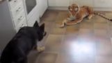 Pes vs. děsivé vetřelce