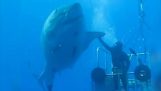 Темно-синий: Один из крупнейших белые акулы