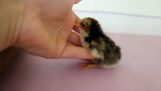 Pasgeboren chick zoekt een menselijke hand