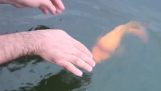 Eine intelligente Fische, die Objekte wie Hund holt