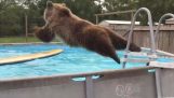 Medvěd se ponory v bazénu
