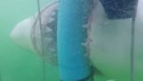 在籠子裡潛水夫白色鯊魚襲擊